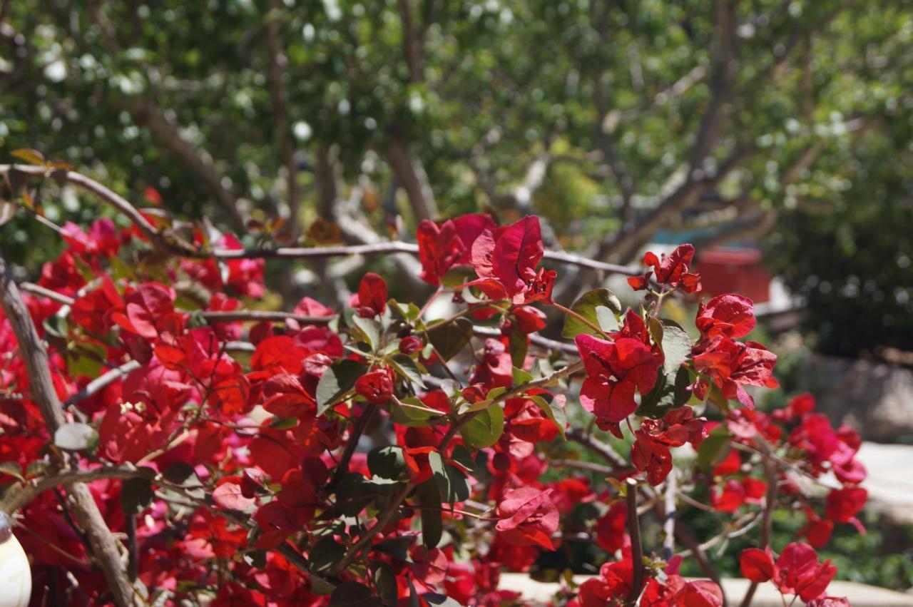 Les Jardins De Santa Giulia - Charmante Chambre D'Hote Porto-Vecchio  Kültér fotó